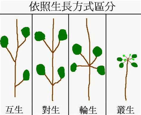 葉子在莖或枝條上的生長位置 稱作什麼